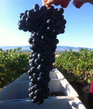 Arresy grapes